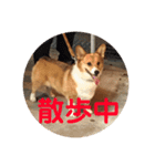 わが家のワンファミ（個別スタンプ：15）