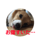 わが家のワンファミ（個別スタンプ：16）