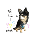 チワワのククの日常（個別スタンプ：4）