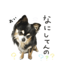 チワワのククの日常（個別スタンプ：5）