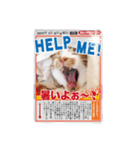 我が家のペットtoi et moi（個別スタンプ：4）