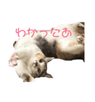 みみにゃんびー（個別スタンプ：2）