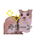 みみにゃんびー（個別スタンプ：3）