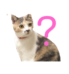 みみにゃんびー（個別スタンプ：4）