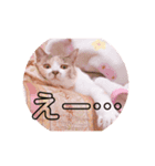 みみにゃんびー（個別スタンプ：6）