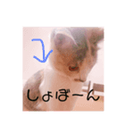 みみにゃんびー（個別スタンプ：7）