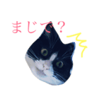 猫の勘九郎（個別スタンプ：1）