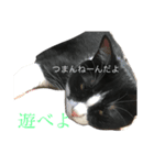 猫の勘九郎（個別スタンプ：2）