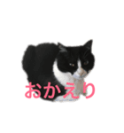 猫の勘九郎（個別スタンプ：3）