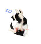 猫の勘九郎（個別スタンプ：4）