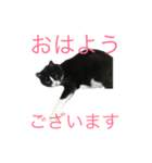 猫の勘九郎（個別スタンプ：5）