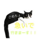 猫の勘九郎（個別スタンプ：7）