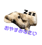 わんわん！ミニチュアダックス！（個別スタンプ：3）