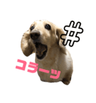 わんわん！ミニチュアダックス！（個別スタンプ：4）