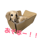 わんわん！ミニチュアダックス！（個別スタンプ：8）