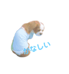 キャバリア茶々丸くん（個別スタンプ：3）