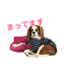 キャバリア茶々丸くん（個別スタンプ：4）