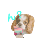 キャバリア茶々丸くん（個別スタンプ：6）