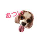 キャバリア茶々丸くん（個別スタンプ：8）