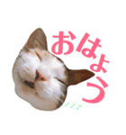 かわいいの天才（個別スタンプ：1）