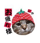 かわいいの天才（個別スタンプ：3）