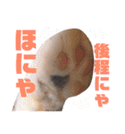 かわいいの天才（個別スタンプ：5）