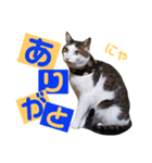 かわいいの天才（個別スタンプ：7）