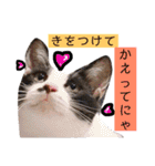 かわいいの天才（個別スタンプ：13）