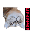 かわいいの天才（個別スタンプ：17）