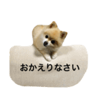 ポメポメスタンプ2（個別スタンプ：7）