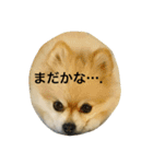ポメポメスタンプ2（個別スタンプ：11）