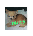 0421choco.（個別スタンプ：1）