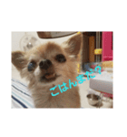 0421choco.（個別スタンプ：2）