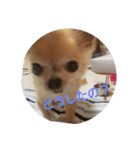 0421choco.（個別スタンプ：4）