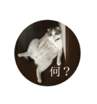 鈴木家の鈴太郎1（個別スタンプ：16）