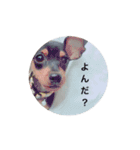 あんず さん（個別スタンプ：1）