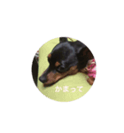あんず さん（個別スタンプ：4）