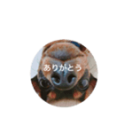 あんず さん（個別スタンプ：13）