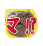にゃんこわんこパラダイス（個別スタンプ：13）