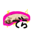 にゃんこわんこパラダイス（個別スタンプ：17）