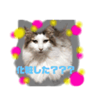 にゃんこわんこパラダイス（個別スタンプ：18）