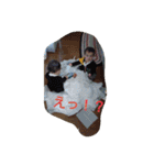 我が家の双子スタンプ（個別スタンプ：20）