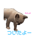 プゥとシャルと仲間たち①（個別スタンプ：4）