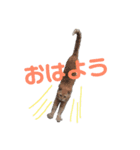 プゥとシャルと仲間たち①（個別スタンプ：9）