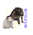 プゥとシャルと仲間たち①（個別スタンプ：20）