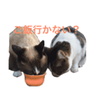 プゥとシャルと仲間たち①（個別スタンプ：22）