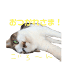 プゥとシャルと仲間たち①（個別スタンプ：23）