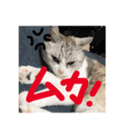 るなりりれおん（個別スタンプ：11）