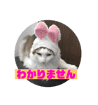 るなりりれおん（個別スタンプ：13）