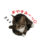 我が家のにゃんこ軍団（個別スタンプ：1）